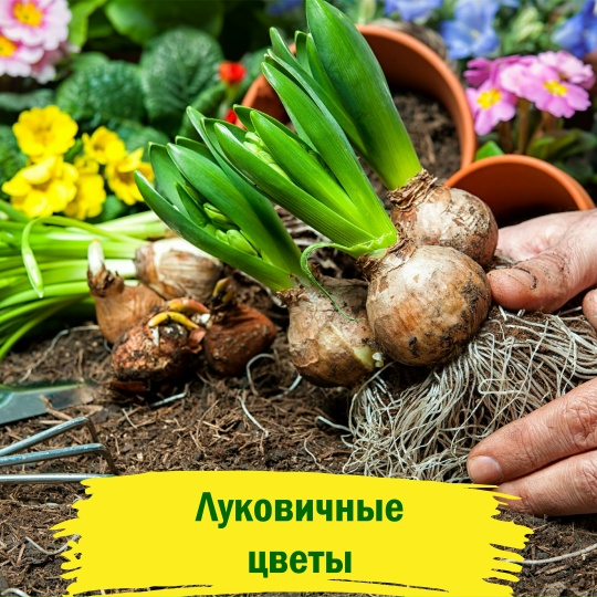Луковичные цветы